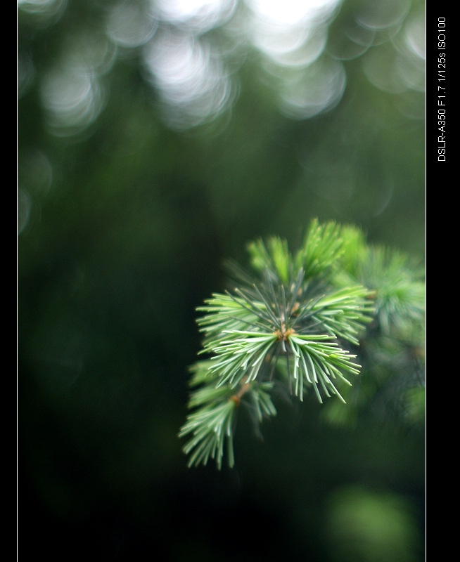 DSC00478.jpg