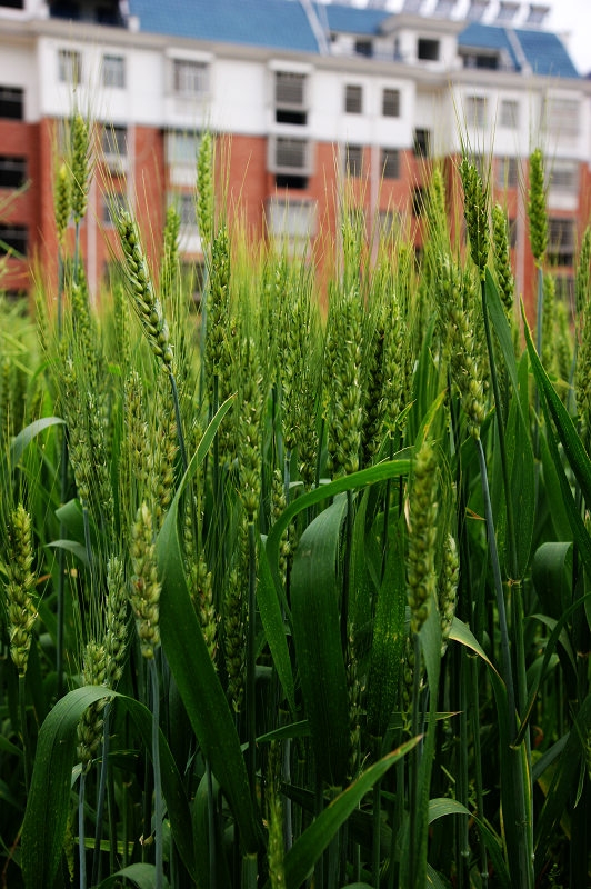 拔节.jpg