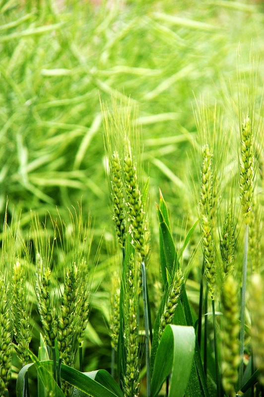 麦子 油菜.jpg