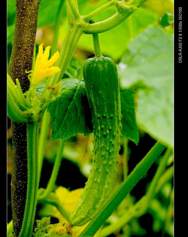 DSC06635.jpg