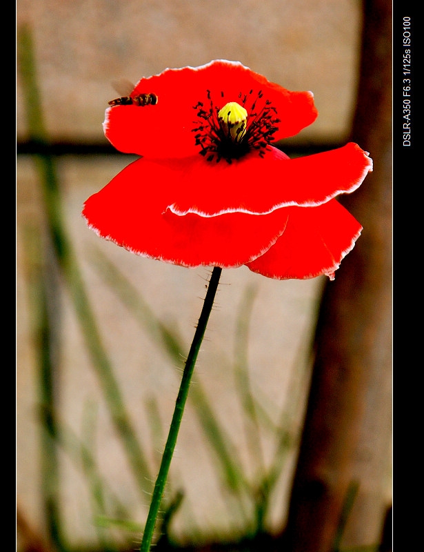 DSC06858.jpg