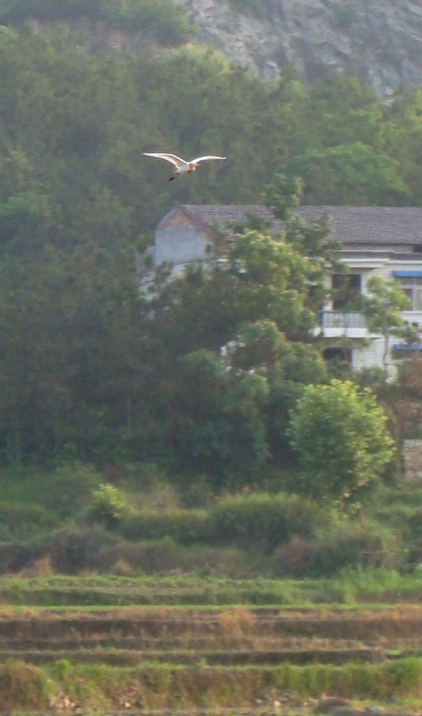 白鹭3.jpg