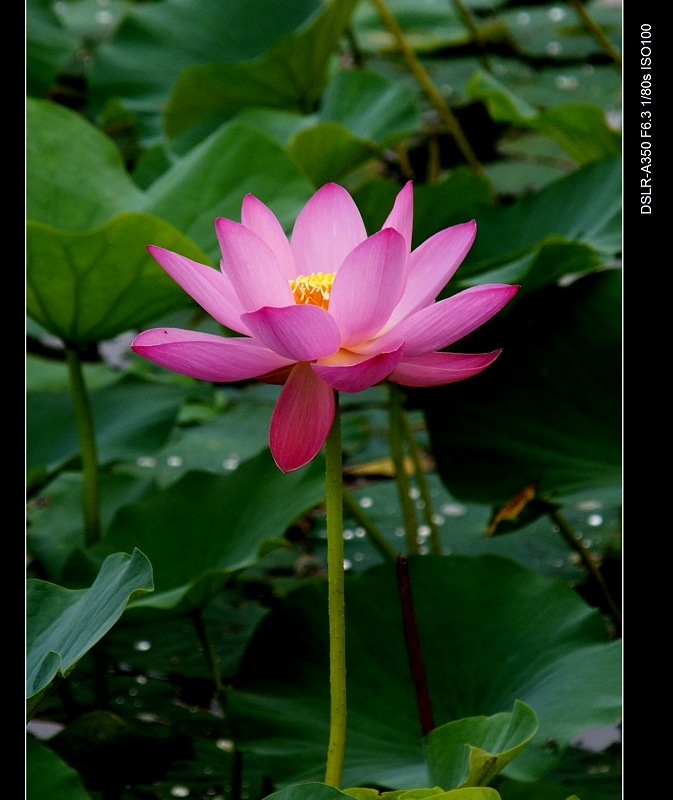 DSC09346.jpg