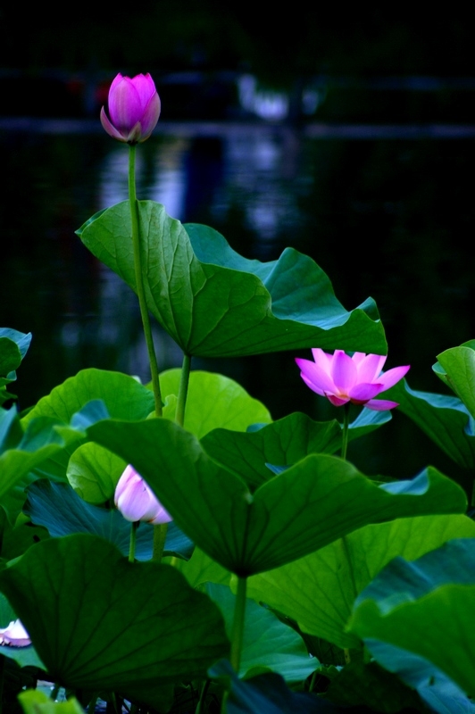 荷 (19).jpg