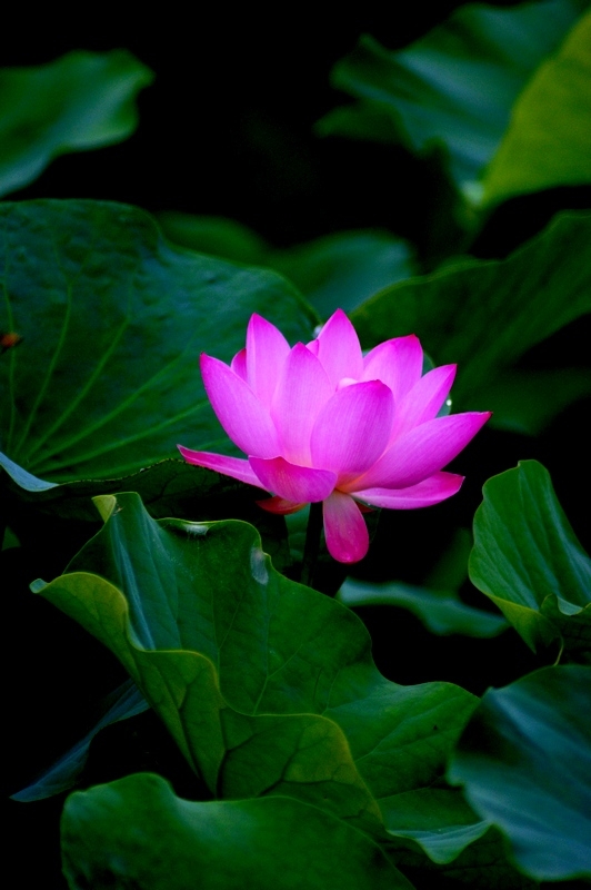 荷 (2).jpg