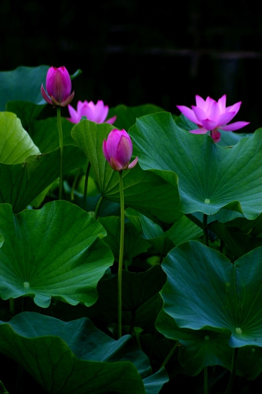 荷 (22).jpg