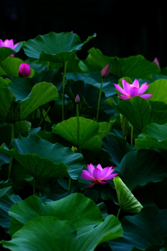 荷 (24).jpg