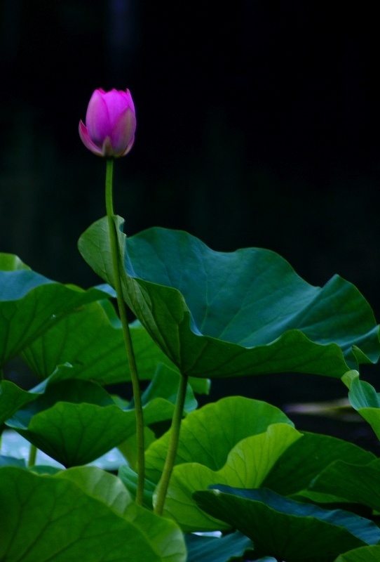 荷 (23).jpg