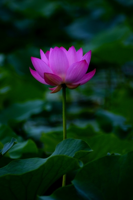 荷 (33).jpg