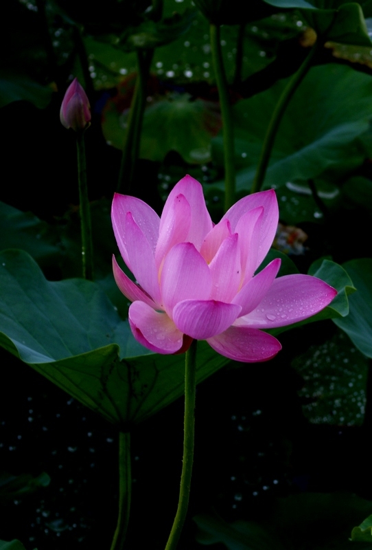 荷 (46).jpg