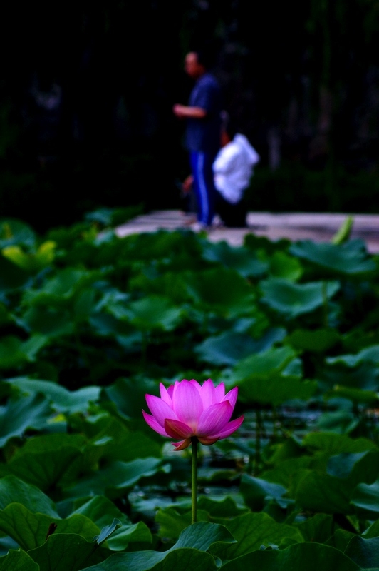 荷 (32).jpg