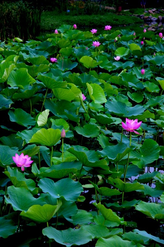 荷 (7).jpg