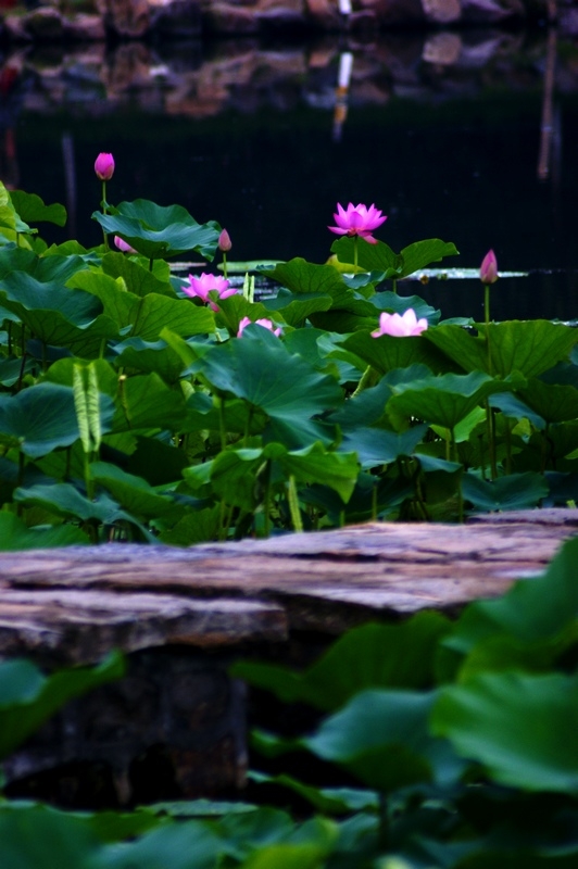 荷 (29).jpg