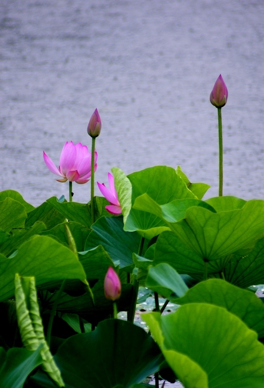 荷 (40).jpg