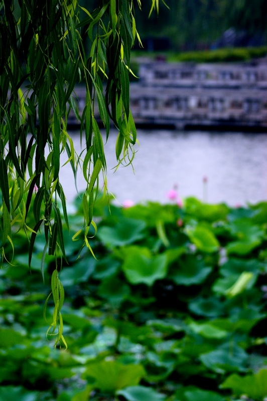 荷 (41).jpg