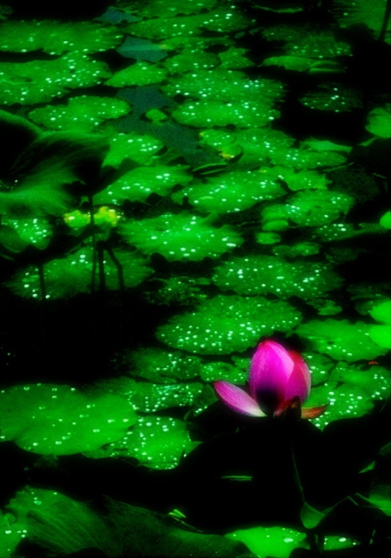 荷 (47).jpg