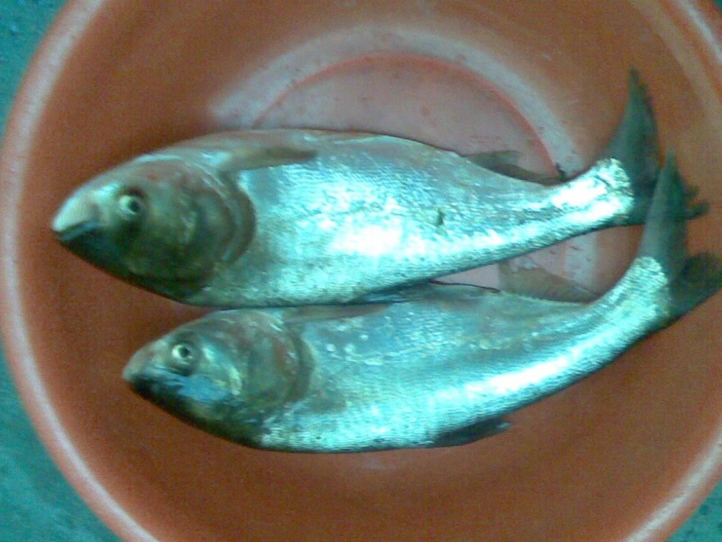 20090628(001).jpg