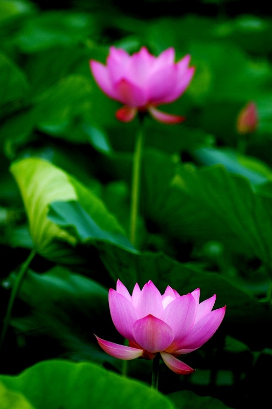 DSC00091.jpg