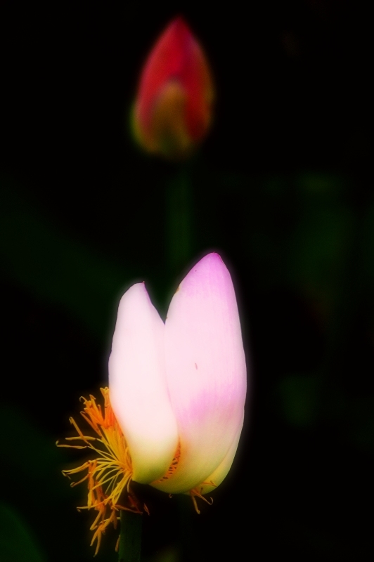 DSC09988.jpg