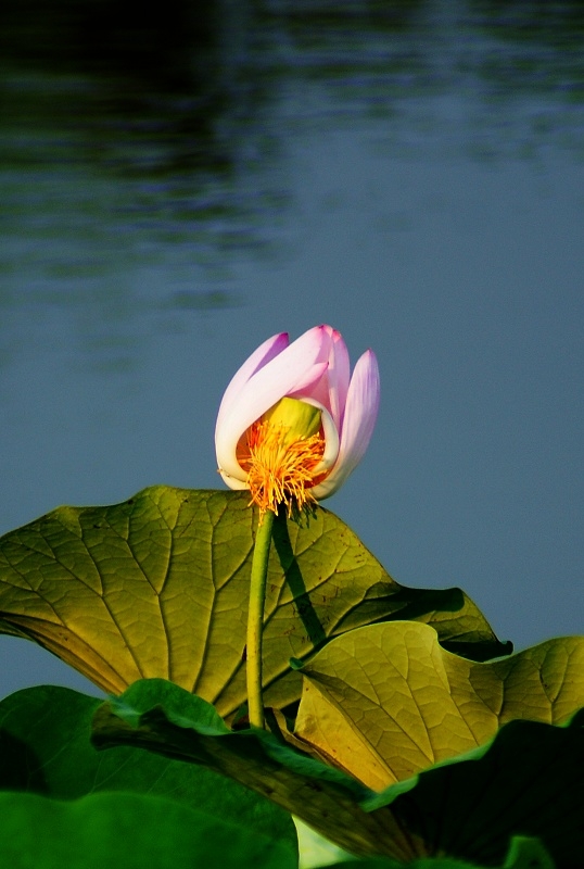 DSC00330.jpg