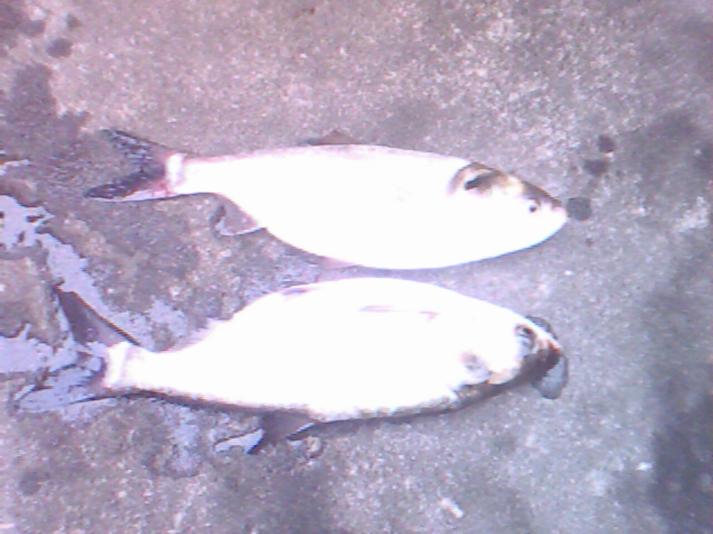 IMG0288A.jpg
