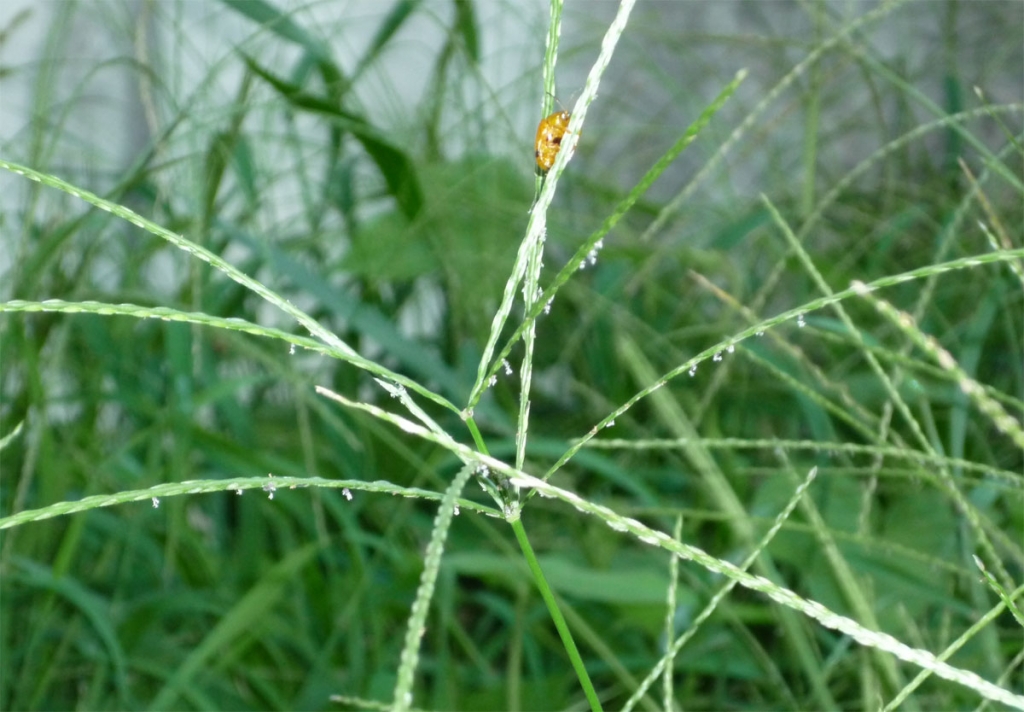 P1000730.jpg