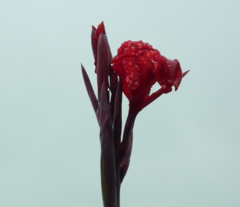 细雨润花.jpg