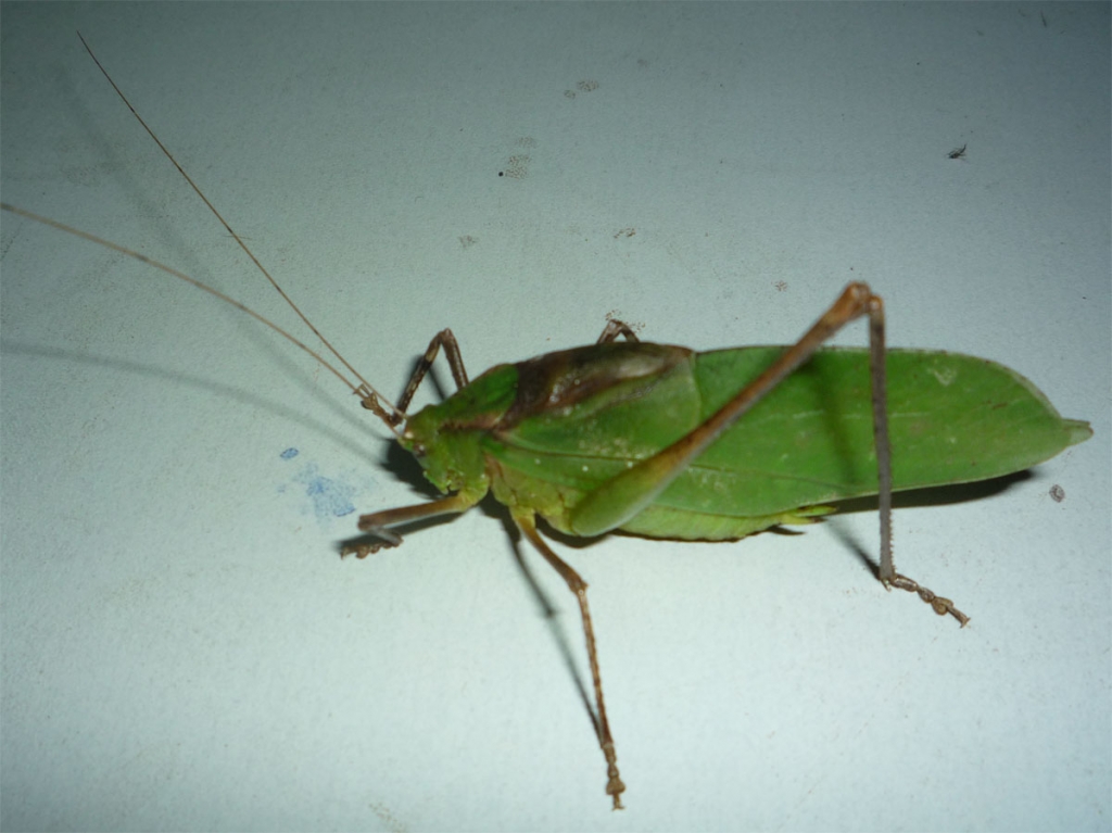 蟋蟀.jpg