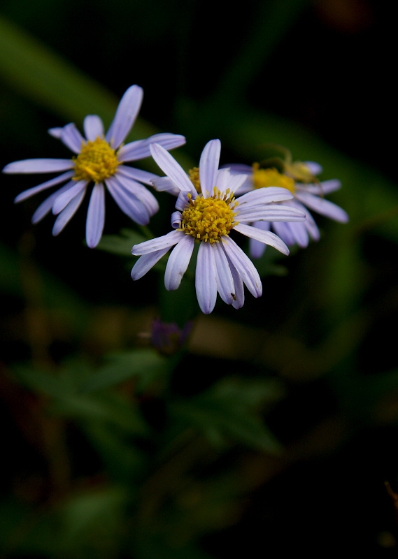 DSC08420.jpg