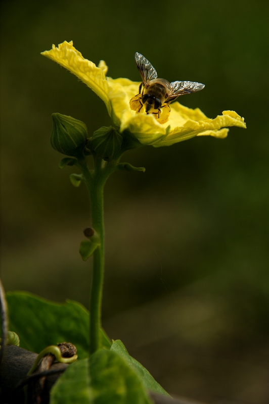 DSC08520.jpg