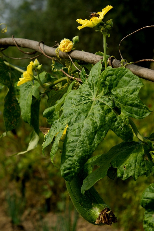 DSC08530.jpg