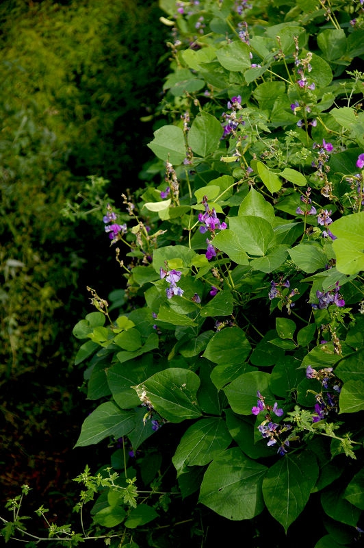 DSC08428.jpg