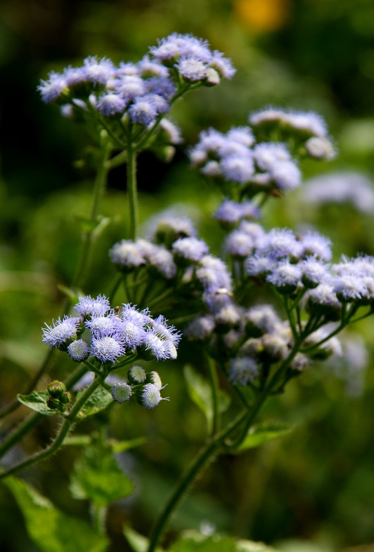 DSC08570.jpg