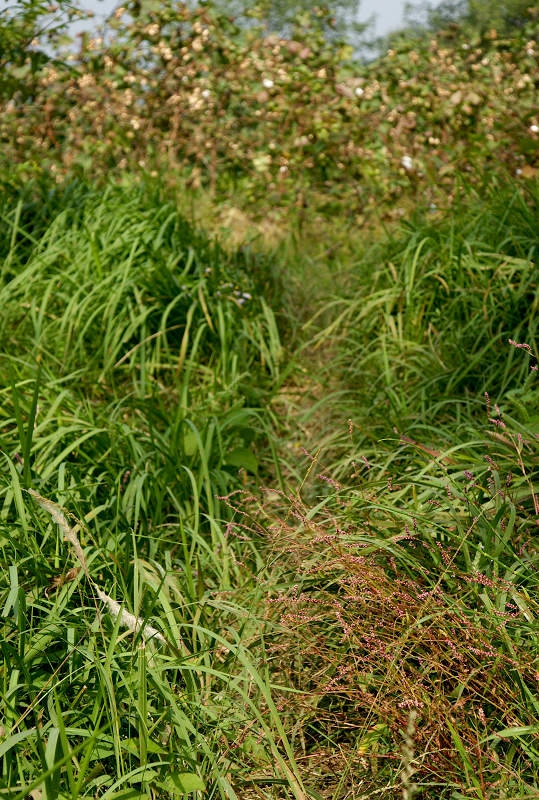 DSC08455.jpg