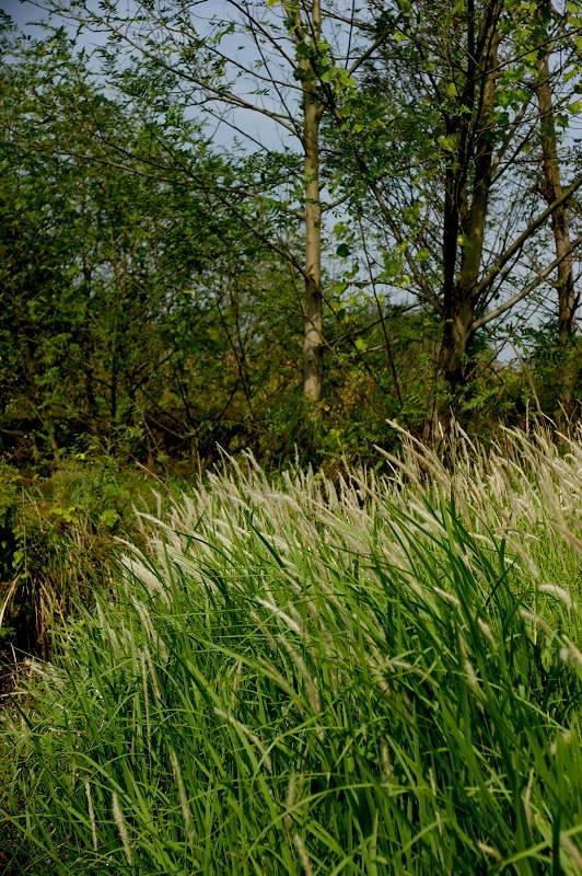 DSC08591.jpg