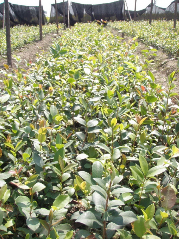小池镇林业站林业站所育一年生油茶嫁接苗.jpg