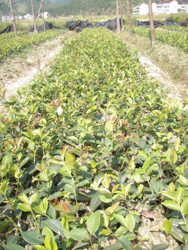 小池镇林业站林业站所育一年生油茶嫁接苗(1).jpg