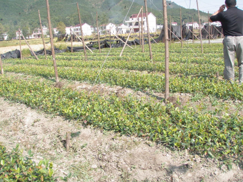 小池镇林业站林业站所育一年生油茶嫁接苗(4).JPG