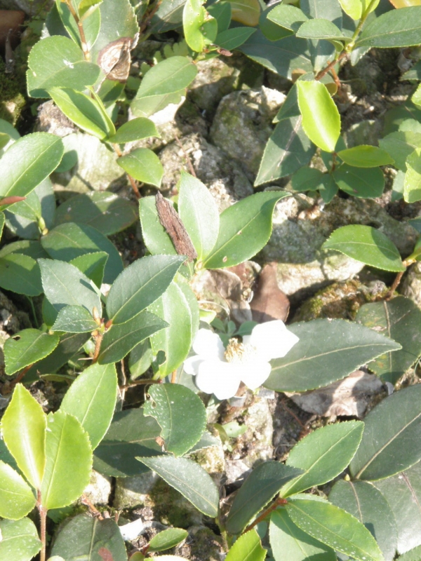 一年生容器嫁接油茶苗已开花(1).jpg