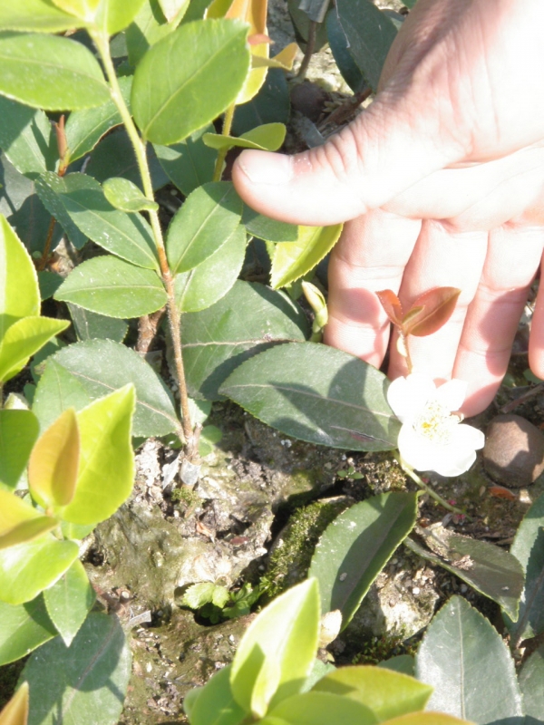 一年生油茶容器嫁接苗已开花(2).jpg