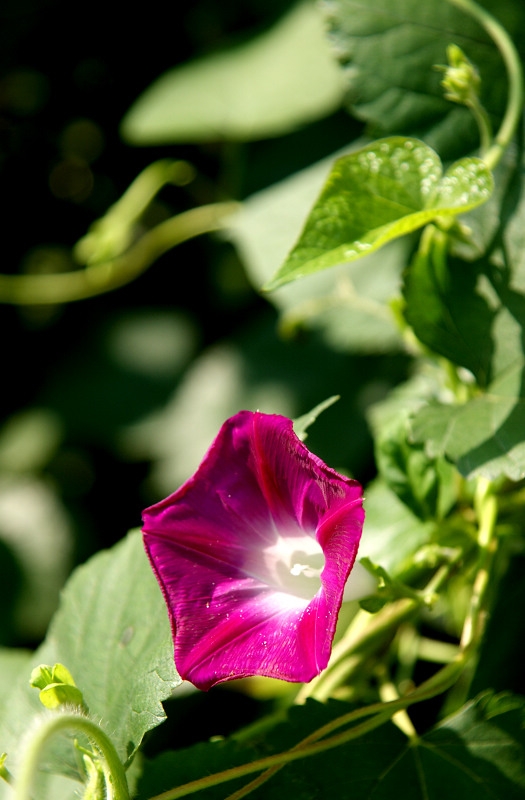 DSC07831.jpg