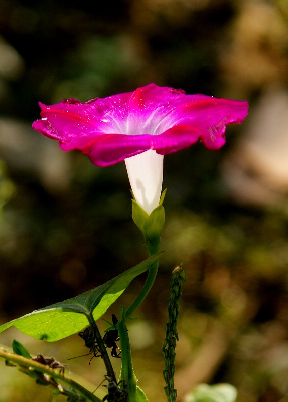 DSC07839.jpg