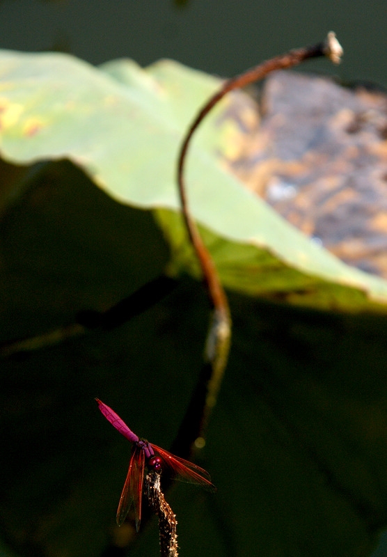 DSC08113.jpg