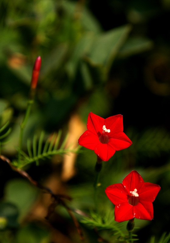 DSC08147.jpg