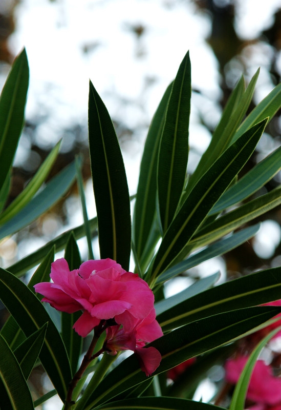 DSC08168.jpg