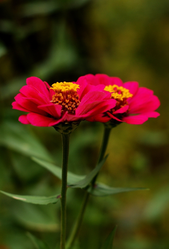 DSC08187.jpg