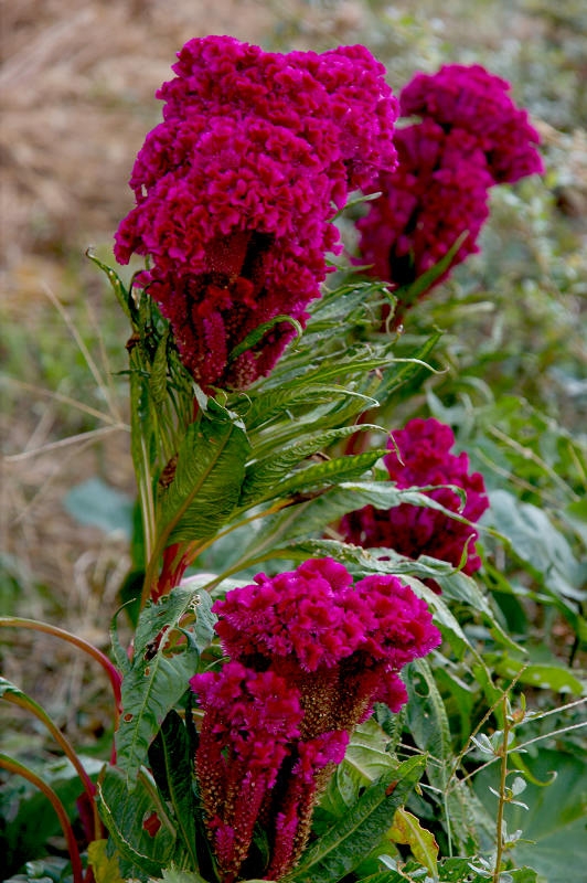 DSC08175.jpg