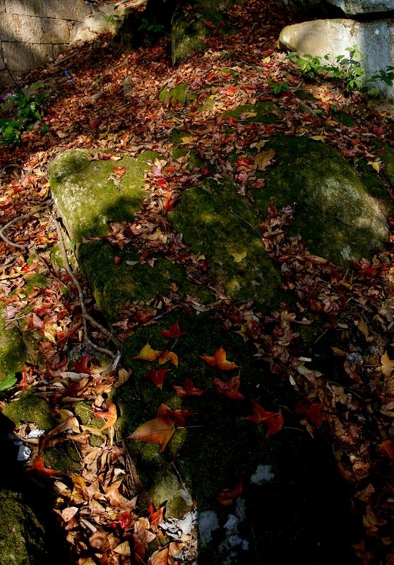 DSC02852.jpg
