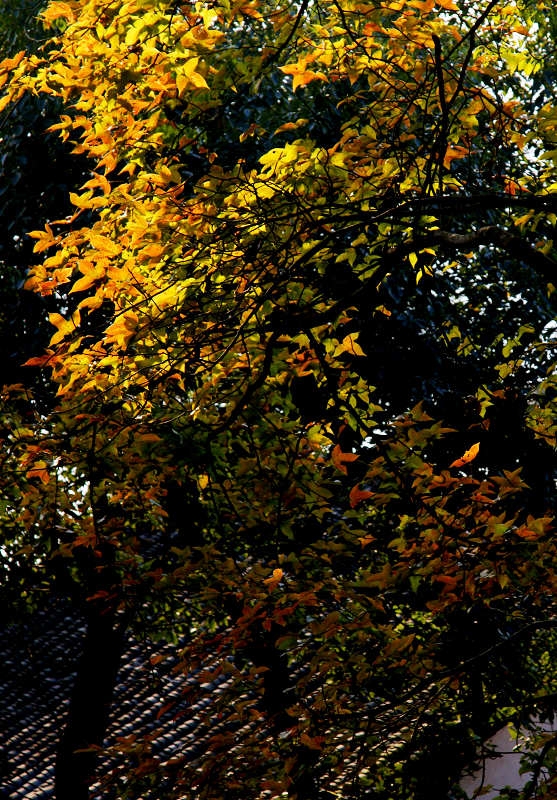 DSC02995.jpg