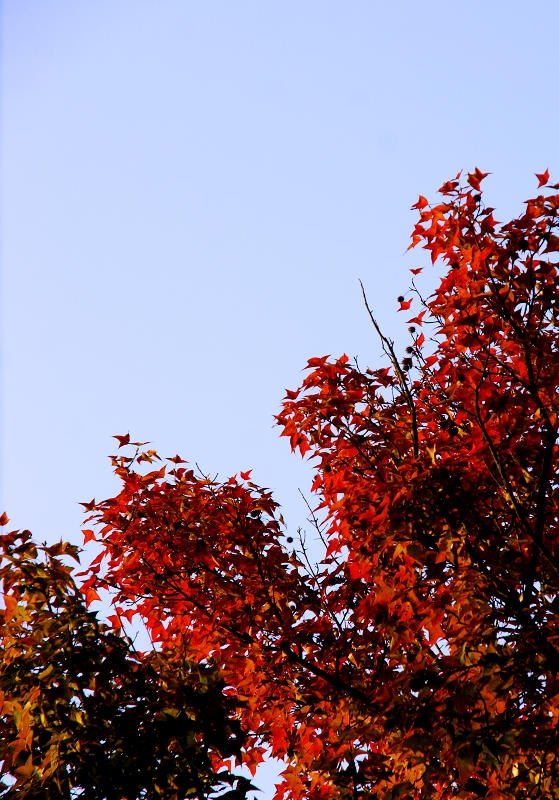 DSC03045.jpg